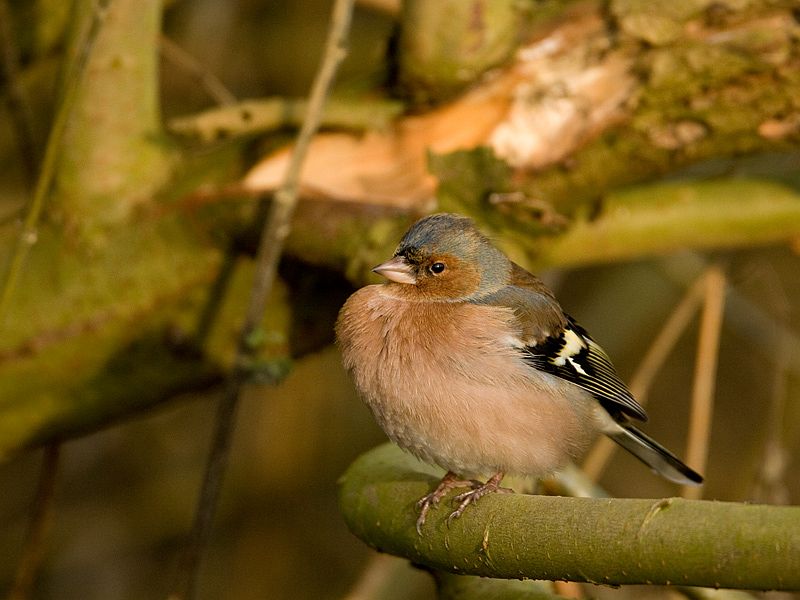 Fringilla coelebs Vink Chaffinch